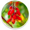 04. Berberine