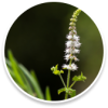 06. Black Cohosh