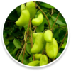 03. 5-HTP
