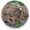 01. Valerian Root